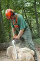 Click to see it big Ich mit Kettensäge, Impression aus dem Wald